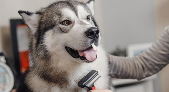 Dog Grooming in Chennai